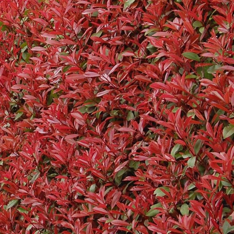 PHOTINIA FRASERI CARRE ROUGE C3L 40/60