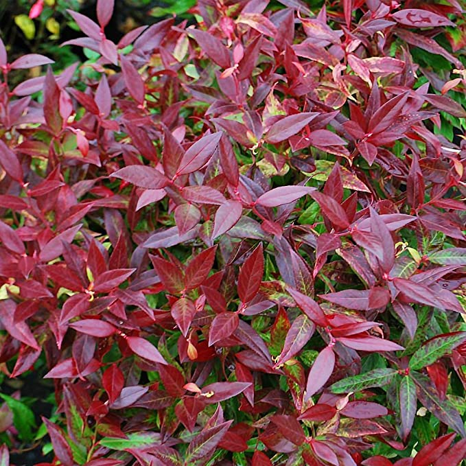 LEUCOTHOE SCARLETTA ZEBLID C3L 25/30CM