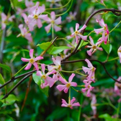 JASMIN TRACHELOSPERMUM JASMINOIDES ROSE C3L 60/80