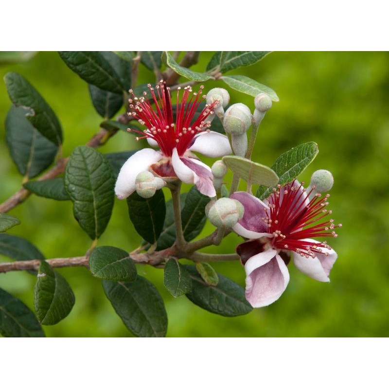 FEIJOA SELLOWIANA C15L 1/2 TIGE