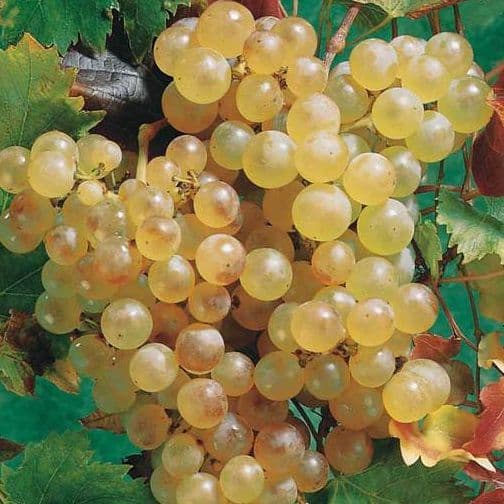 VIGNE VITIS CHASSELAS DORE BIANCA C5L