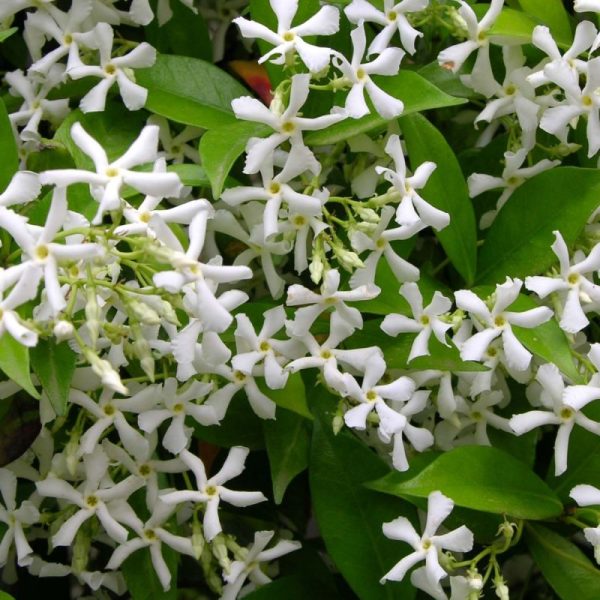 TRACHELOSPERMUM JASMINOIDES C45L ARC