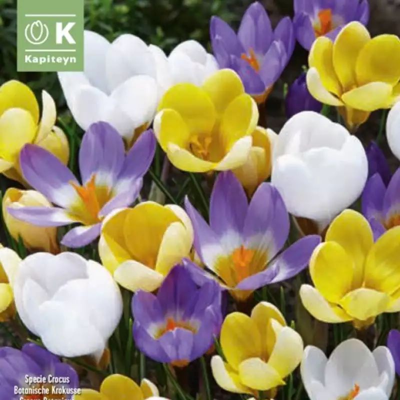 CROCUS BOTANIQUE MELANGE X15 CAL 5/7