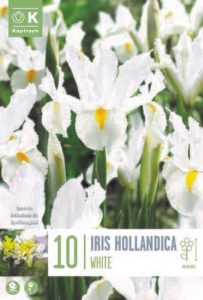 IRIS HOLLANDICA WHITE X10 CAL 8 9