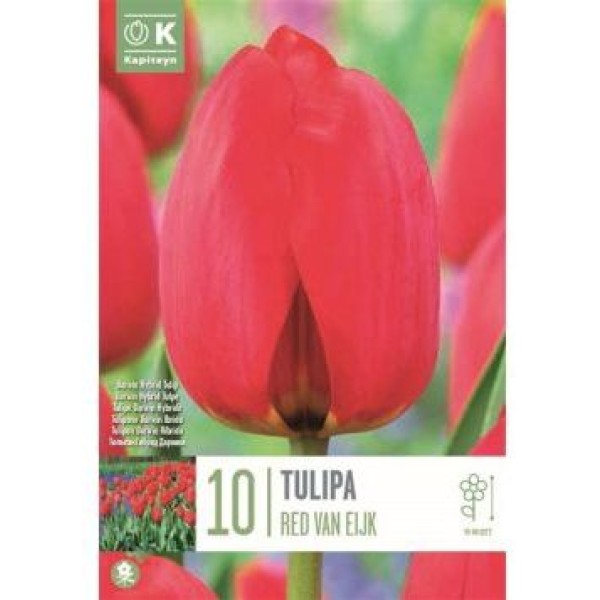 TULIPE DARWIN HYBRID RED VAN EIJK X10 CAL 11/12