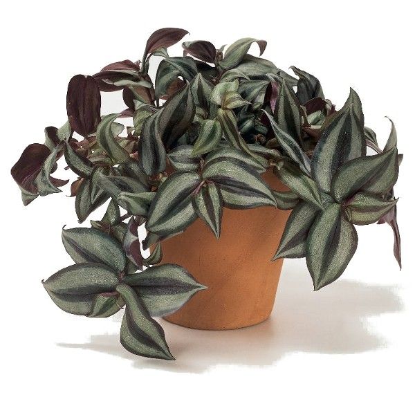 TRADESCANTIA  FLUMINENSIS PINK PARADISE POT 14 CM