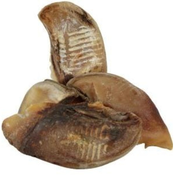 SABOT DE BOEUF x50