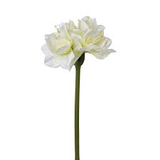 TIGE AMARYLLIS H71 CM ROUGE / BLANC