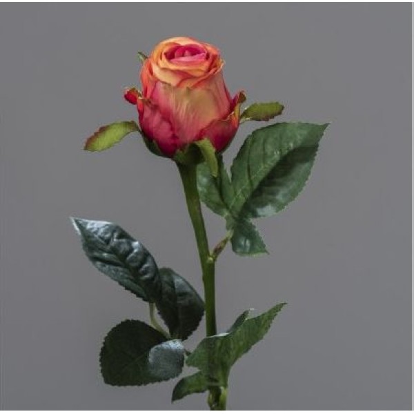 TIGE DE ROSE BOUTON H 51 CM ORANGE ET FUSCHIA