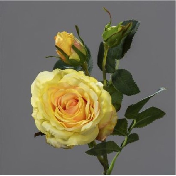 TIGE DE ROSE 1 FLEUR 2 BOUTONS H 50 CM JAUNE