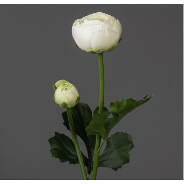 TIGE DE RENONCULE H54 CM CREME