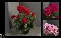 POT GERANIUM 34 CM