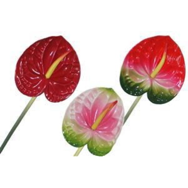 ANTHURIUM 77CM
