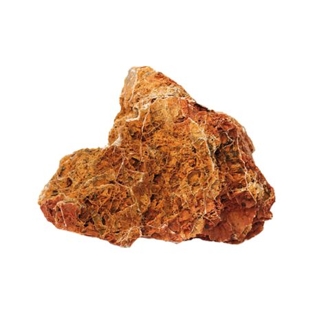 FEUILLES FOSSILISEES