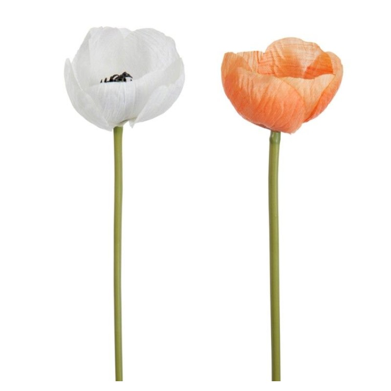 ANEMONE SEULE BLANC/ORANGE