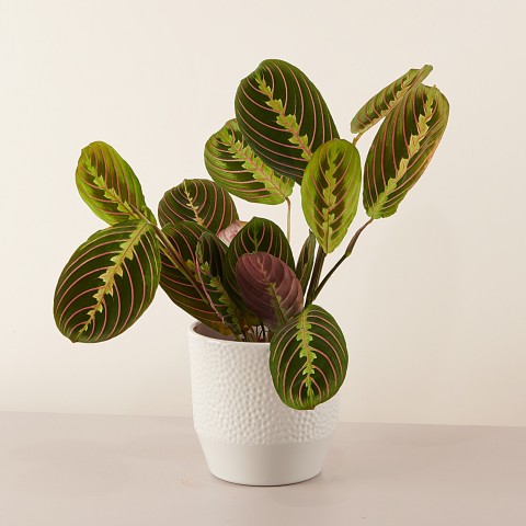 FEUILLE DE MARANTA H 47 VERT 2 TONS