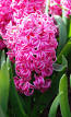 JACINTHE PINK PEARL
