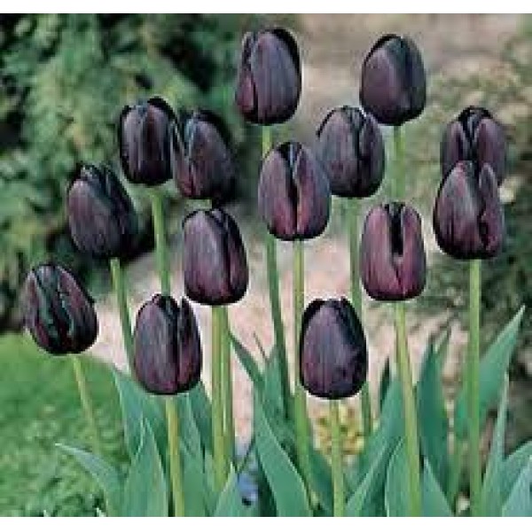 TULIPE QUEEN OF NIGHT X10 CAL11/12
