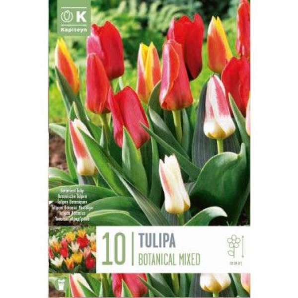 TULIPE TRIOMPHE MELANGE X10 CAL 11/12