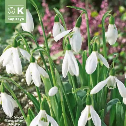 PERCE-NEIGE ELWESII X10 CAL 6/7