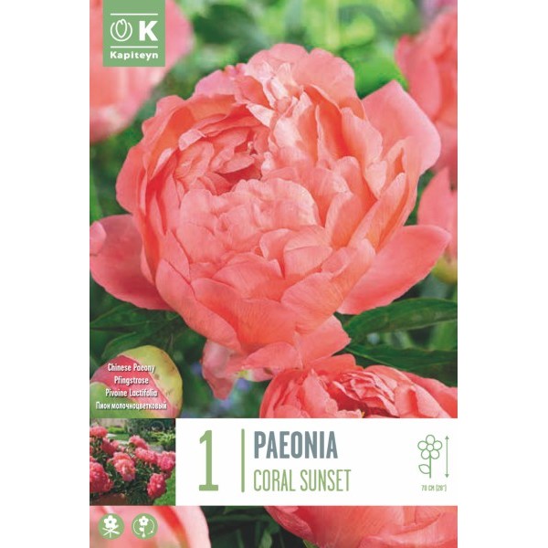 PIVOINE CORAL SUNSET 2/3 X1