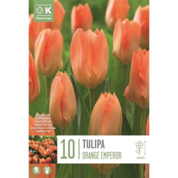 TULIPE FOSTERIANA ORANGE EMPEROR X10 CAL 11/12
