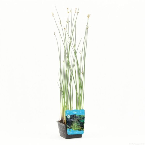SCIRPUS LACUSTRIS POT 9CM