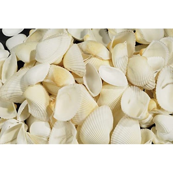 COQUILLA GE BLANC 600ML