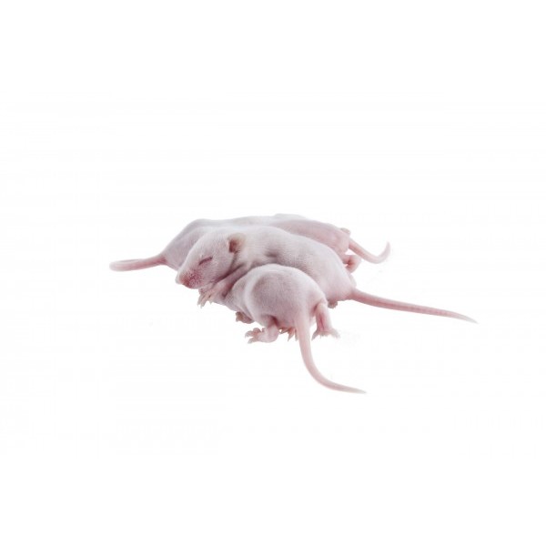SOURIS CONGELEE BLANCHON 4-5G