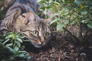 10 plantes toxiques pour les chats