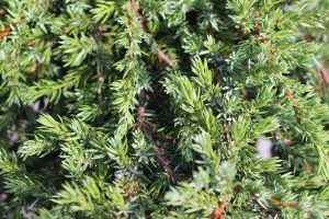 Juniperus green mantle