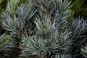 Pinus parviflora negishi