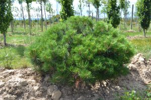 Pinus nigra brepo pierrick bregeon