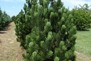 Pinus heldreichii satellit