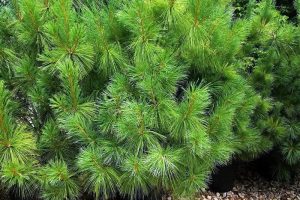 Pinus graffithii