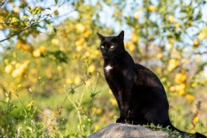 Aider son chat pendant la canicule