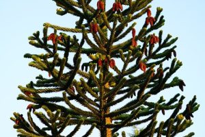 Araucaria araucana imbricata