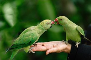 Commen bien s'occuper de son oiseau de compagnie