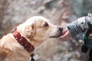 Eduquer son chien avec un clicker