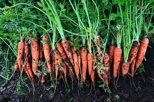 Gamme d'auxiliaire de lutte biologique pour jardins