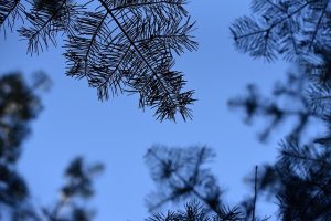 Juniperus conferta