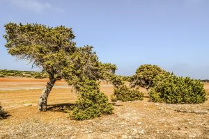 Juniperus green mantle