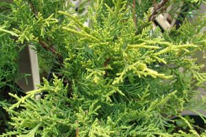 Juniperus old gold sense
