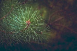 Juniperus procubens nana