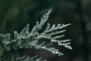 Juniperus squamata blue