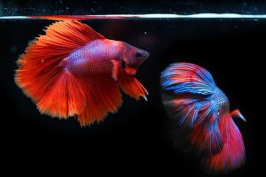 La maintenance d'un betta splendens