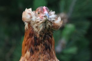 La poule Araucana