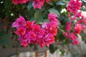 Le bougainvillier