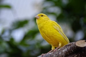 Le canari