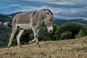 Les bienfaits du lait d'ânesse